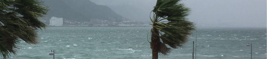 台風で靡いている木と荒れた海