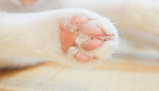 ペットにおすすめ